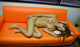 Asami Aizawa - Pornimage Hot Nude P6 No.0b96c8
